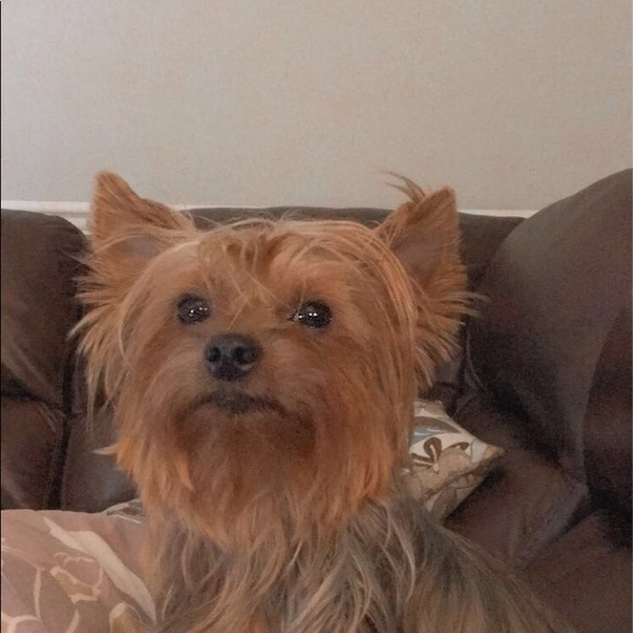 Meet your Posher, Madison - Picture 1 of 1